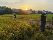 双峰：机收减损 颗粒归仓