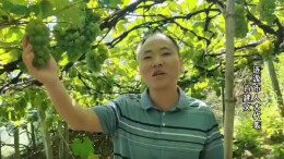 视频|涟源市人大代表为农产品宣传代言