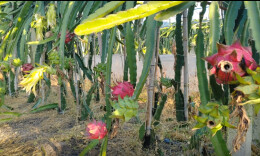 双牌：火龙果花果同树 蜜蜂奏响致富曲