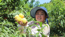双牌：百亩荒山变黄桃园 果农喜迎丰收