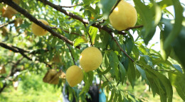 江华：姑婆山下黄桃飘香