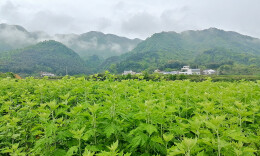 横市镇：特色产业描绘乡村振兴新画卷