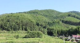 一天作业4000余亩！双牌全力开展竹蝗无人机防治防控工作