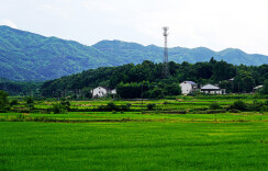 金龙镇：诗意田园的振兴新篇