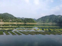 视频|娄星区：找回“出走”耕地 让“良田”回归“粮田”