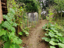 王德和专栏|五月瓜蔓发