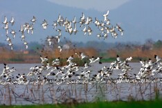 书评丨沈念散文集《大湖消息》：湿润、深邃的水世界