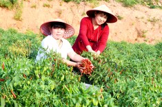 西塘镇：小辣椒“染红”乡村振兴路