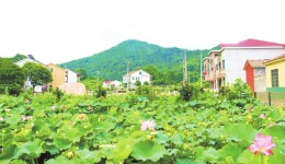 康王乡: 培育生态农业“金瓜” 乡村振兴“动力十足”