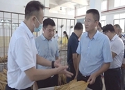 黄力到安平镇调研烤烟收购和农业产业发展工作
