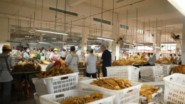 江华烤烟全面开秤收购 预计收购11万担