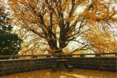 湖湘赏秋图鉴┃收藏！这份赏杏指南你一定用得上