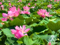 被莫言“点赞”的荷花塘，约吗？