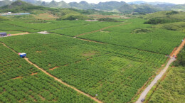 江华：千亩青桃成熟上市