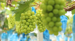 江华码市镇：阳光玫瑰香满枝 甜蜜产业有奔头