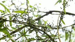 江华大圩镇和平村：“圈养”山苍籽致富金果实