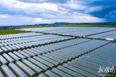 凤凰乡：集体产业跑出振兴加速度