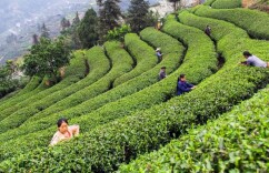 湖南86个县（市），角逐县域经济新赛道