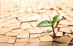 杏子铺镇齐心协力抗旱保收