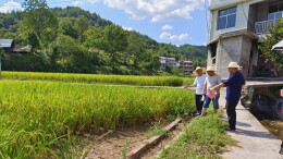抗旱稳产保民生丨泸溪县总工会:进村助农防旱抗旱保收