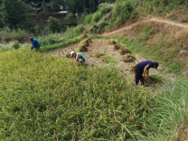 双牌何家洞镇：驻村工作队暖心助农抢收