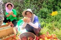 双牌县塔山吉江：党员“红心”猕猴桃喜获丰收