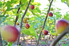 视频|等你摘!涟源100多亩无花果成熟