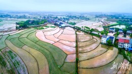 钱粮湖镇：万亩鱼虾兴产业 洞庭明珠谱新篇