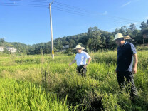 甘棠镇：齐心协力做好抗旱工作