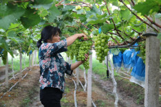 江华涛圩镇：“阳光玫瑰”葡萄铺就果农致富路