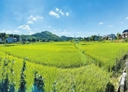 神农故郡唱丰歌丨安仁县“三农”工作高质量发展纪实