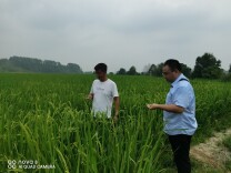 洪江农商银行：聚焦精准服务，把好助农“实需脉”