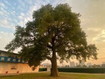 马栏山310岁古树成国内首个“元宇宙·树IP”