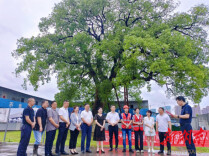 马栏山313年古樟复壮后衍生“芒果星空树”