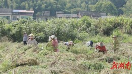 高陂村“仙草”喜获丰收