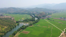 江华桥市乡猴山村：大户抱团抗旱 千亩晚稻抽穗无忧