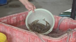 【乡村大振兴】华王东桥村南美白对虾上市