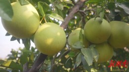 【一乡一品】安平沿滩村：乡村振兴“柚”添新动力