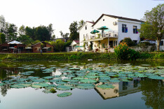 西塘镇：多彩田园  花果小镇