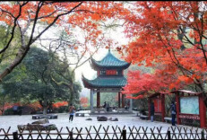 湖湘赏秋图鉴②┃“枫”景如画，美到窒息