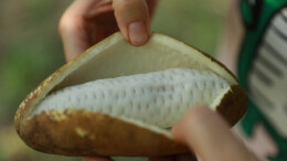 江华：八月瓜“开炸” 游客采摘乐