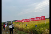 我区举办水稻新品种展示示范现场观摩会