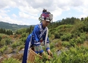 安仁：藤茶飘香正当时