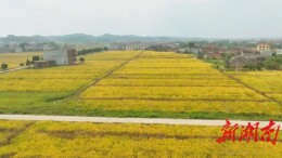 中国农民丰收节丨安仁：金秋稻谷熟 农民展笑颜