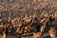 种好中国粮 做优湖南饭⑧丨临武鸭：飞入寻常百姓餐桌