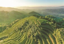 种好中国粮 做优湖南饭丨紫鹊界贡米：梯田里长出的“新风景”