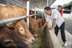 种好中国粮 做优湖南饭⑩丨新晃黄牛肉： 夜郎国里飘美味