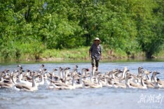 种好中国粮 做优湖南饭⑨丨武冈铜鹅： 一路高歌出都梁