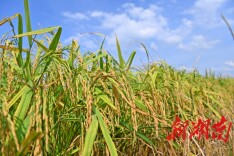 种好中国粮 做优湖南饭｜常德香米：匠心打造湘米“第一品牌”
