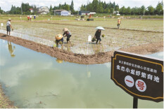 种好中国粮 做优湖南饭｜南县稻虾米 一碗生态饭